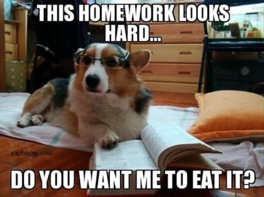 Corgi Meme Homework